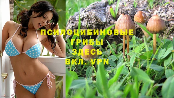 трава Белокуриха